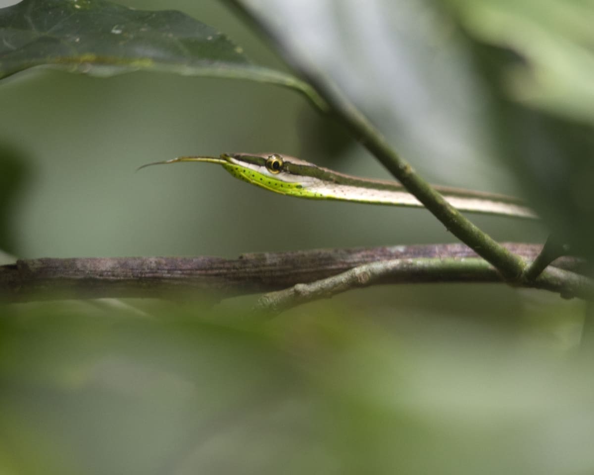 A skinny, striped snake of black and yellow sticks out its tongue as it reaches out across a tree branch