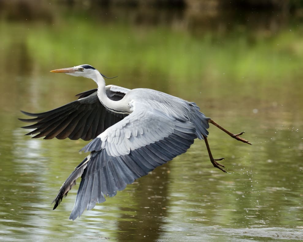 A Cocoi Heron launches itself from the river, leaving droplets of water falling from its claws