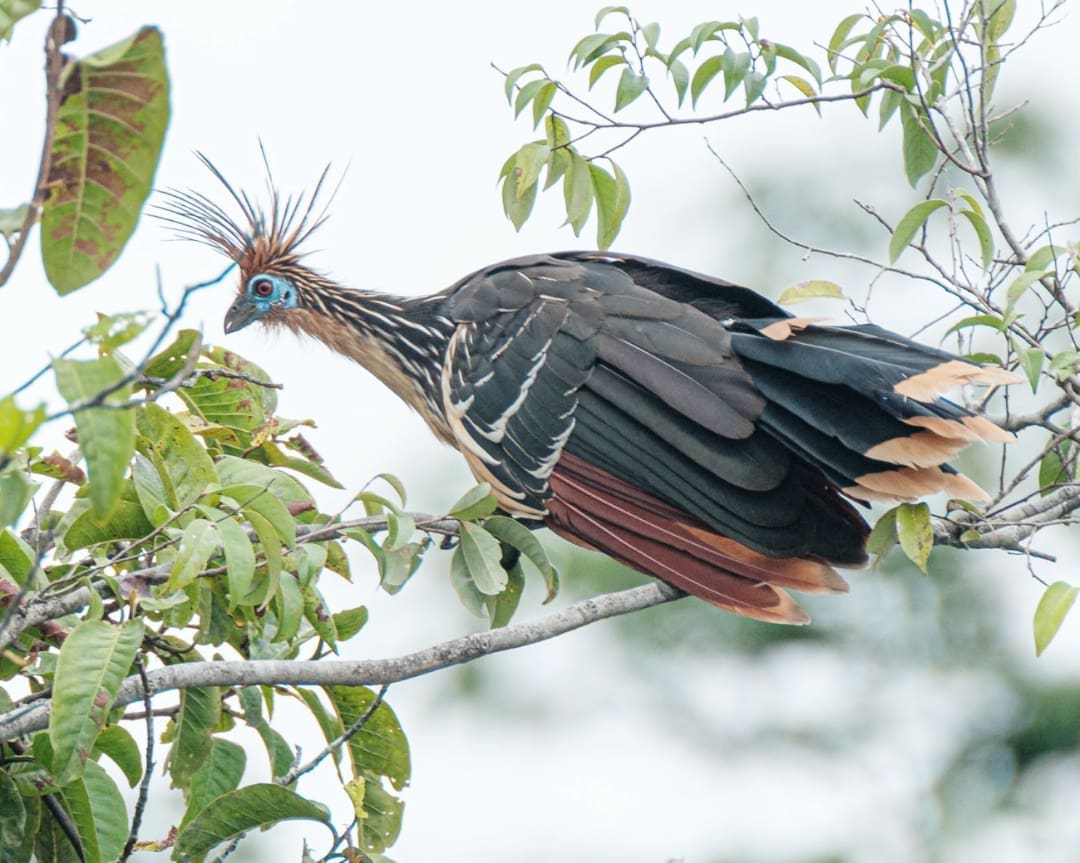 The Hoatzin is often called a prehistoric looking bird in part because of its mohawk-like crest and the shocking blue ring around its eyes